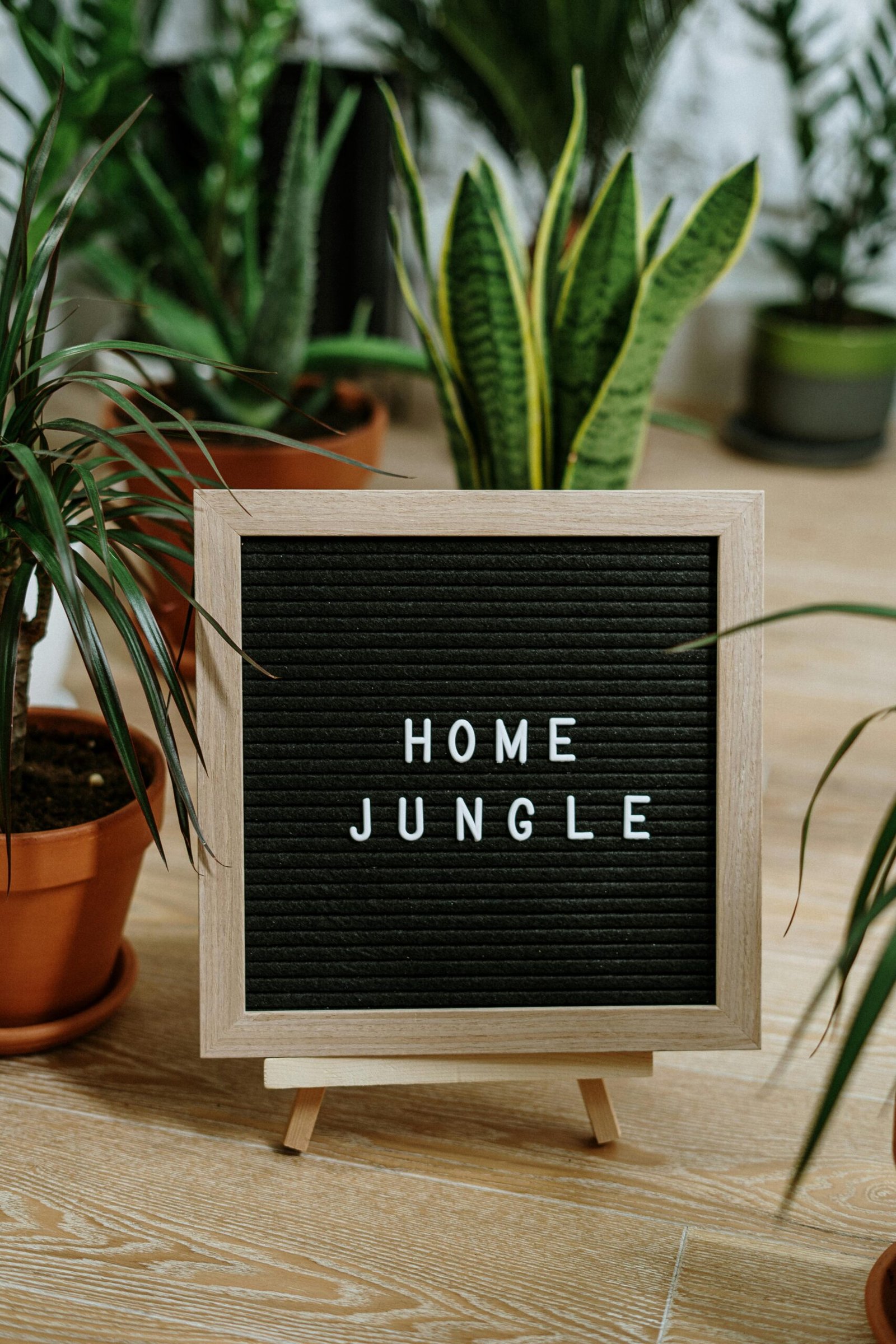 Potted plants surround a Home Jungle sign in an indoor garden setting.